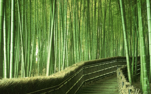 Une forêt de bambous au Japon 