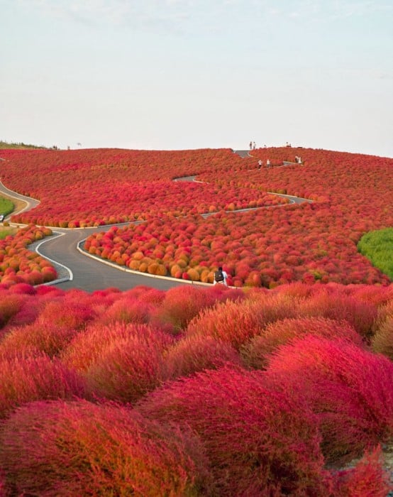 Hitachi national park au Japon