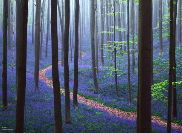 une foret de jacinthe en Belgique 