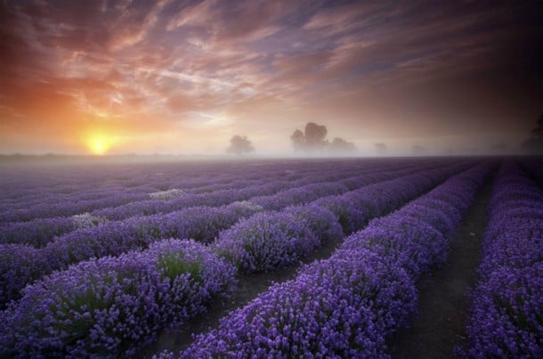 Un champ de lavande en France