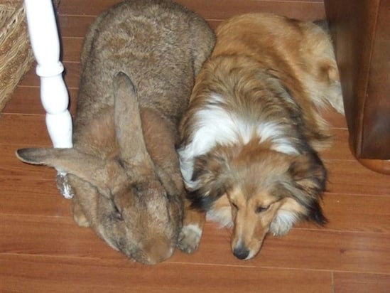 lapin