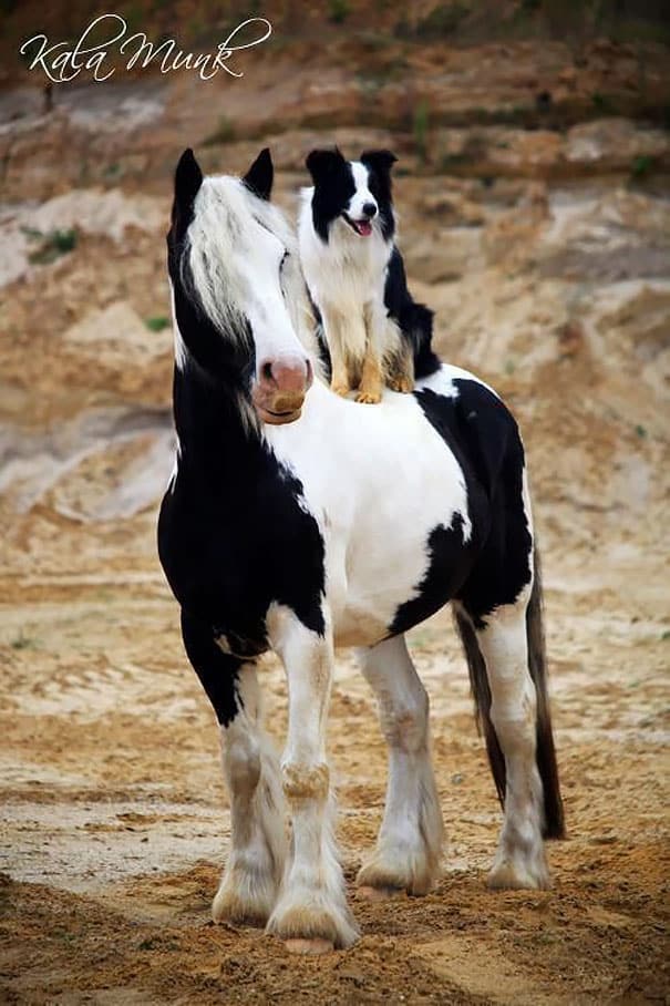 20 photos d'animaux qui se ressemblent mais qui ne font pas partie de