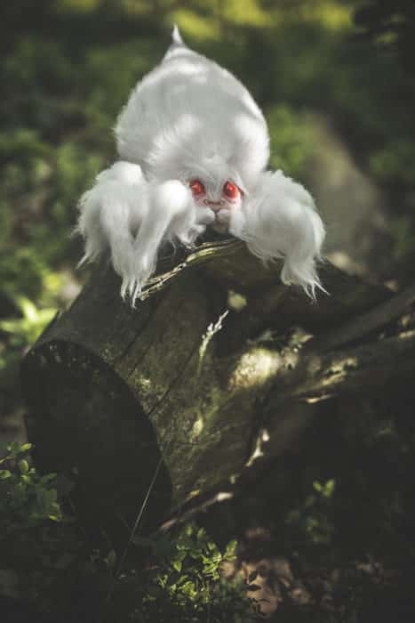 Animal11