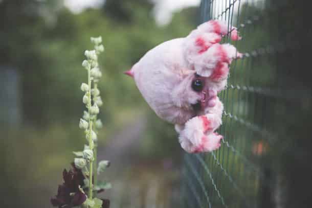 Animal5
