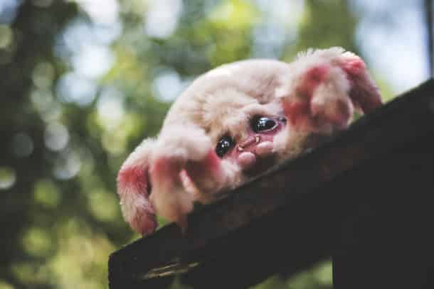 Animal8