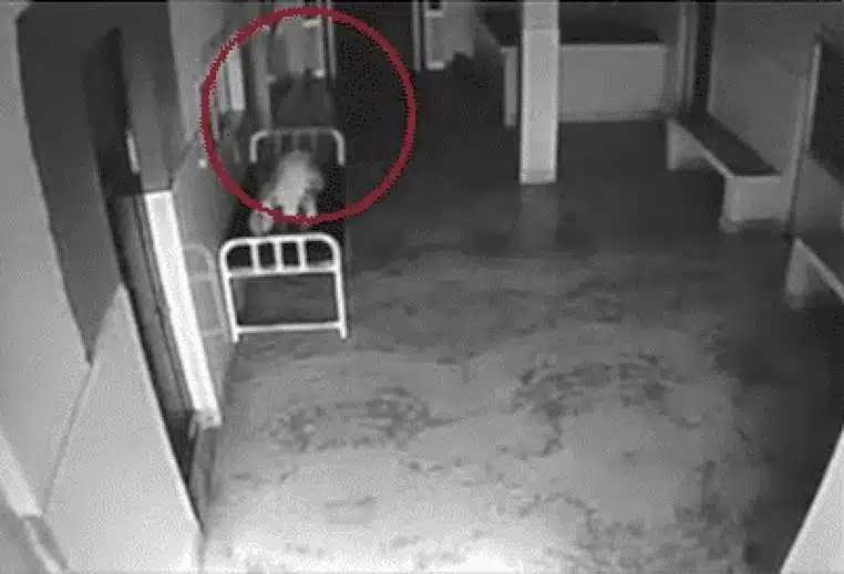 paranormal