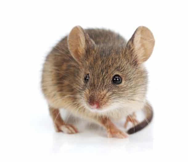 souris