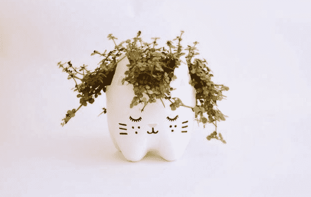 D I Y Comment Realiser Un Pot De Fleur Tete De Chat Avec 3 Fois Rien