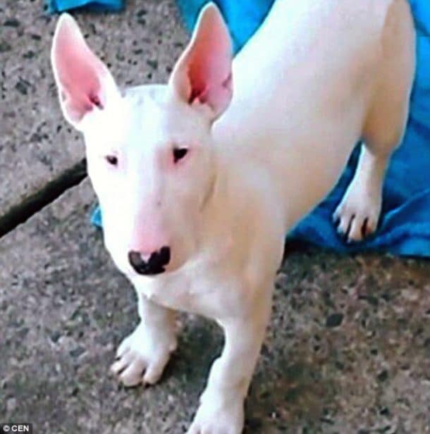 bullterrier