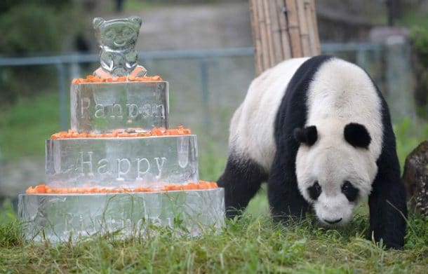 Plus vieux panda au monde : Pan Pan