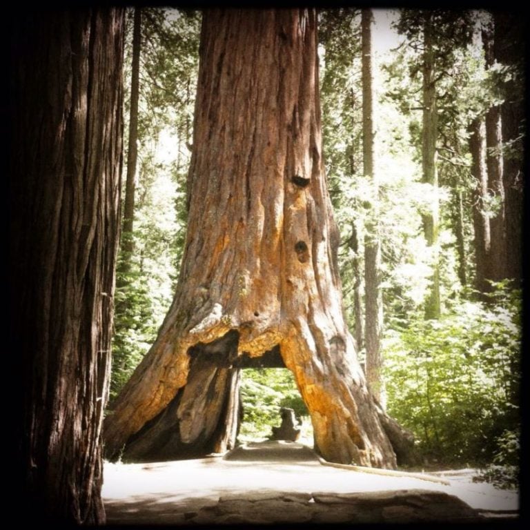 Le Sequoia Géant Millénaire Du Parc National Calaveras En Californie Seffondre Après Une Tempête 