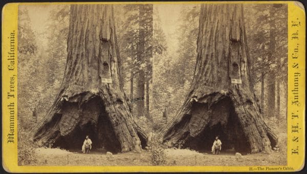 Le Sequoia Géant Millénaire Du Parc National Calaveras En Californie Seffondre Après Une Tempête 