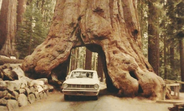 Le Sequoia Géant Millénaire Du Parc National Calaveras En Californie Seffondre Après Une Tempête 