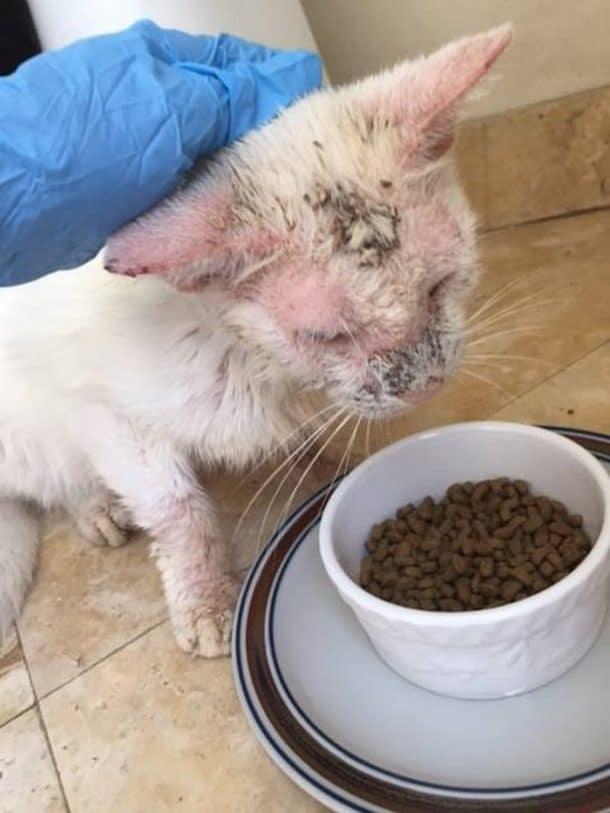 Cotton, gentil chat qui avait la gale