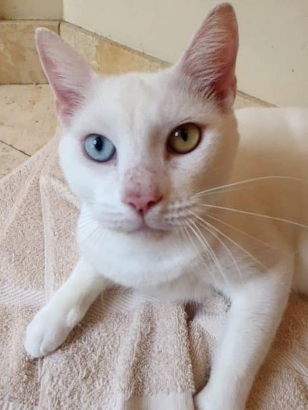 Cotton le beau chat blanc