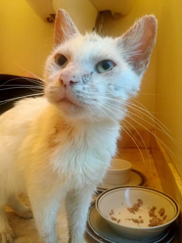 Cotton le beau chat blanc