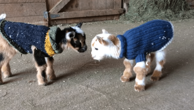 Ces Bebes Chevres Agees D Un Jour Tentent De Faire Leur Premier Saut Et C Est La Chose La Plus Mignonne Que Vous Verrez Aujourd Hui Video