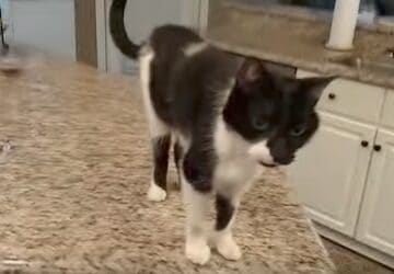 chat miaulement grave