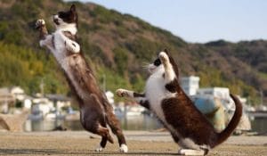 chats danseurs
