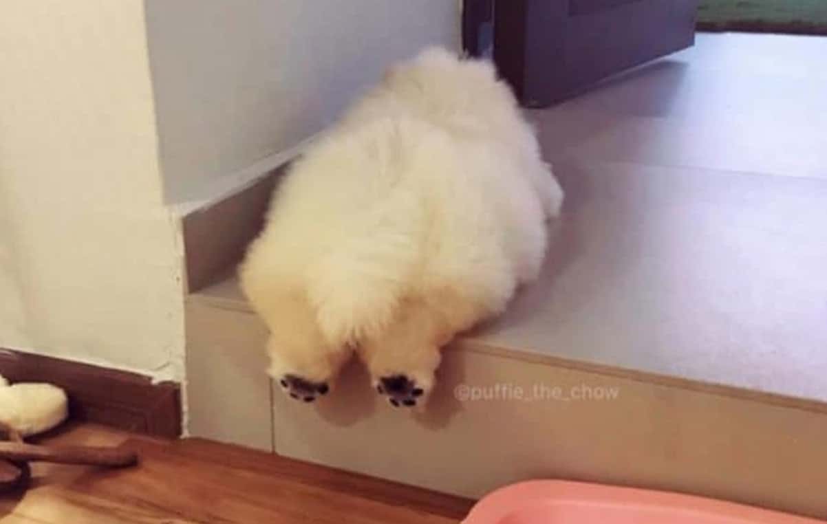 Puffie Le Petit Chien Chow Chow A Fait Fondre Tout Instagram Et Ses Photos Sont Adorables