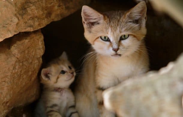 chatons des sables