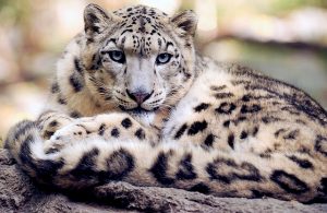 leopard des neiges blanc