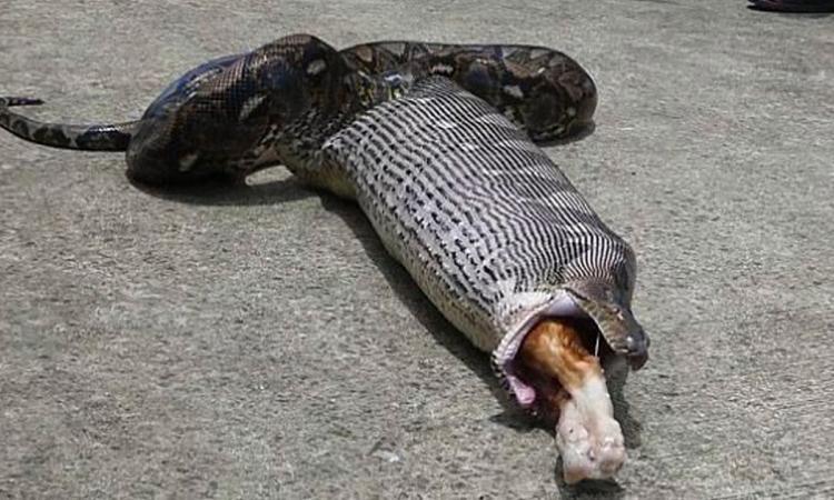 Thaïlande : Un serpent capturé dans un avion en plein vol, la