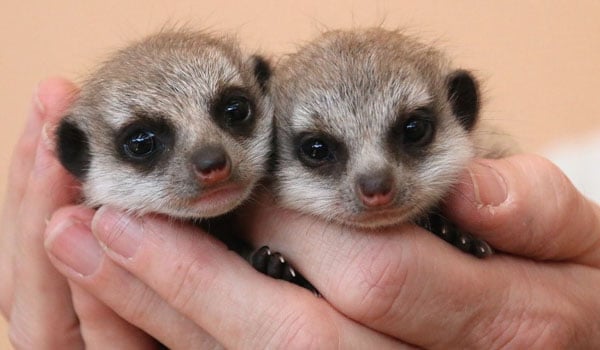 bébés suricates