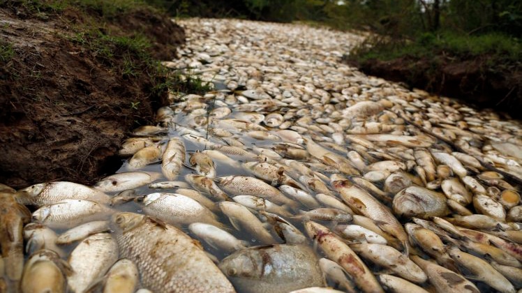 Des Milliers De Poissons Sont Retrouvés Morts Dans Une Rivière 6599