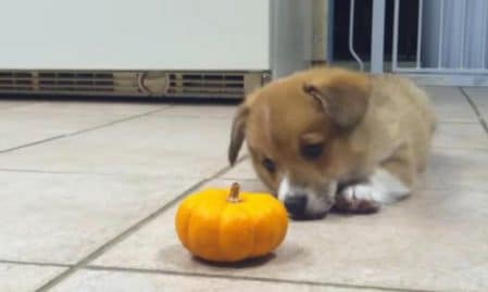 bebe corgi et sa citrouille