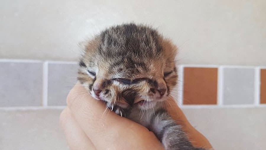 Ce Chat A Deux Visages Est Top Mignon Il A Trois Yeux Deux Nez Et Deux Bouches Sur Une Meme Tete