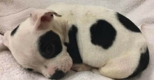 peteu chiot abandon
