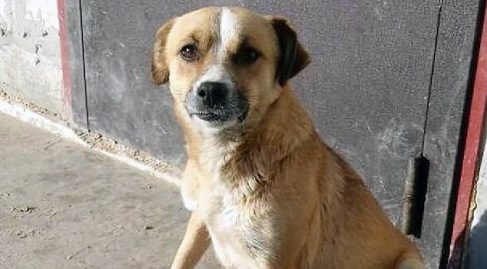 chien