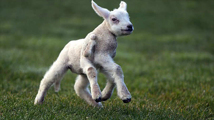 Un Bebe Agneau Est Rejete Par Sa Mere Parce Qu Il A 5 Pattes Et Demie