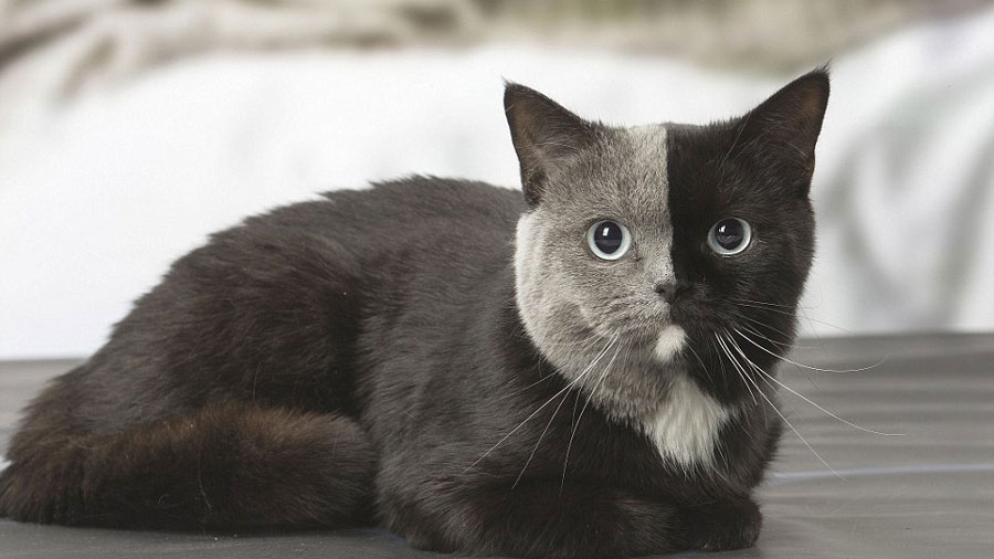 Ce Chat Volte Face A Deux Couleurs Parfaitement Symetriques Sur Son Visage