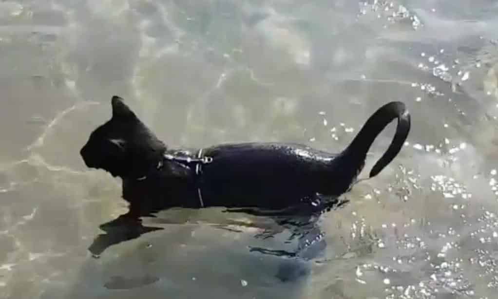 Ce Petit Chat Nage Dans La Mer Comme Si C Etait Tout A Fait Normal Video