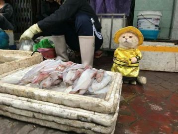 chat poissonnier vietnam