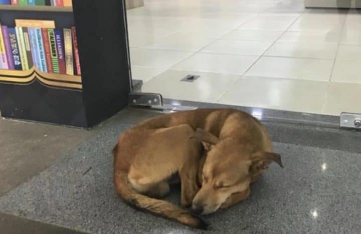 Ce que fait ce chien pour expliquer qu'il est abandonner va vous impressionner