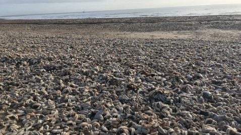 étoiles de mer sont échouées sur une plage