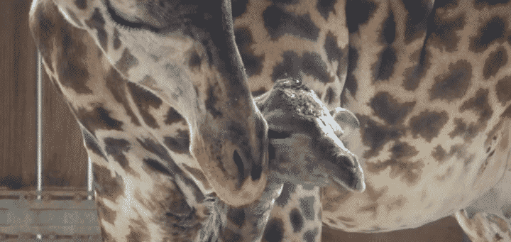 zoo de Brevard, girafe