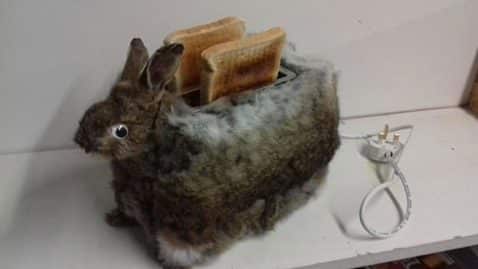 taxidermiste crée un grille-pain lapin