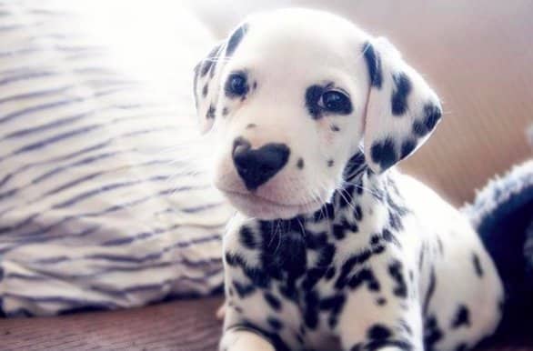 Ce Chiot Dalmatien A Un Nez En Forme De Coeur Et C Est Tres Mignon