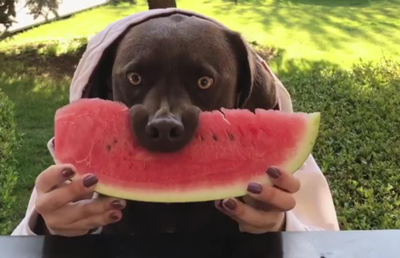 Quel fruit est bon pour les chien ?