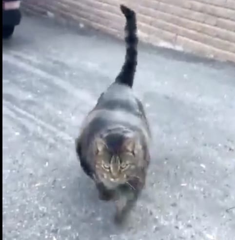 La Video De Ce Chat Muscle Va Vous Etonner