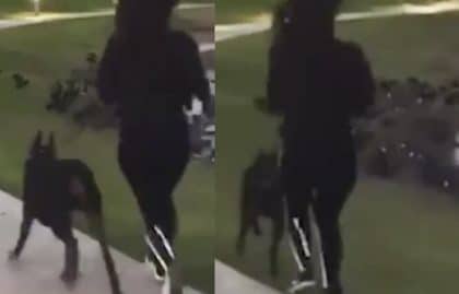 Son doberman croise une armée de canards