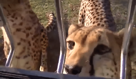 Ce guépard miaule comme un chat