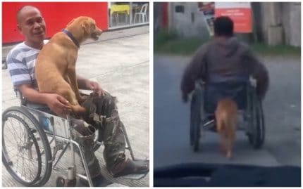 maitre handicapé