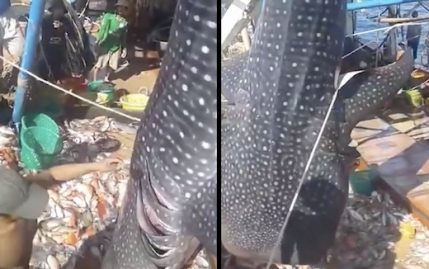 un sauvetage magnifique d'une baleine