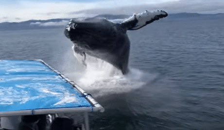 Une baleine à bosse bondit et éclabousse un bateau de touristes