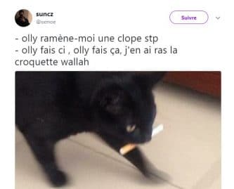 top tweet sur nos amis les chats